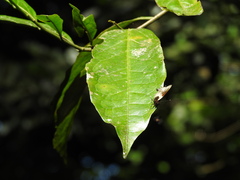 Lamprospilus coelicolor