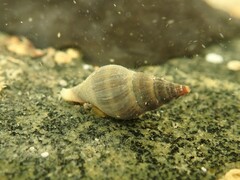 Buccinulum littorinoides