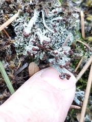 Cladonia cariosa