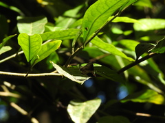 Lamprospilus coelicolor