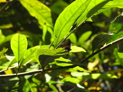 Lamprospilus coelicolor