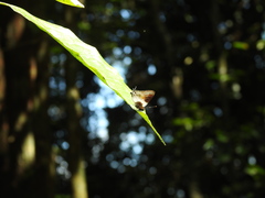 Lamprospilus coelicolor