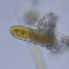 Surirella