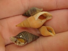 Buccinulum littorinoides