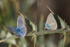 Polyommatus zapvadi