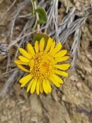 Grindelia hirsutula
