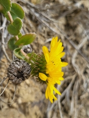 Grindelia hirsutula