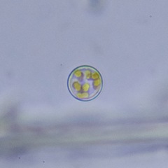Coscinodiscales