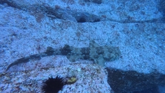 Orectolobus maculatus