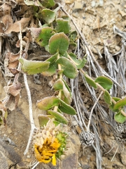 Grindelia hirsutula