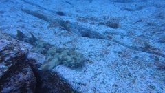 Orectolobus maculatus