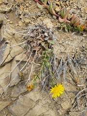 Grindelia hirsutula