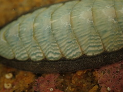 Ischnochiton maorianus