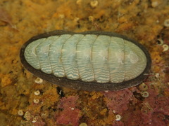 Ischnochiton maorianus