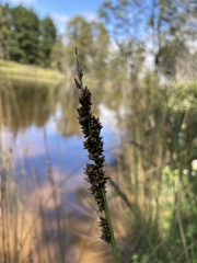 Carex appressa