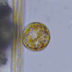 Coscinodiscales