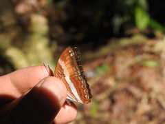Adelpha cocala