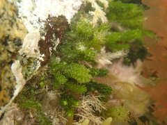 Caulerpa brownii