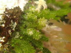 Caulerpa brownii