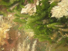 Caulerpa brownii
