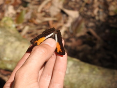 Adelpha cocala