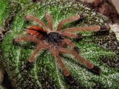 Avicularia