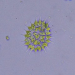 Pseudopediastrum boryanum