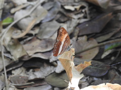 Adelpha cocala