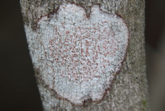 Haematomma persoonii