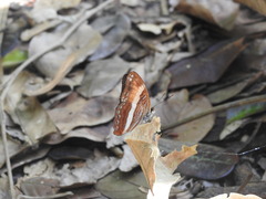 Adelpha cocala