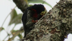 Melanerpes cruentatus