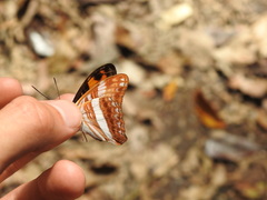 Adelpha cocala