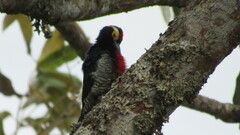Melanerpes cruentatus