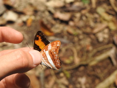 Adelpha cocala