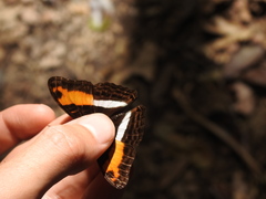 Adelpha cocala