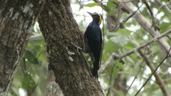 Melanerpes cruentatus
