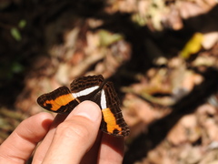 Adelpha cocala
