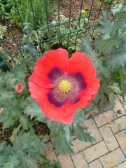 Papaver