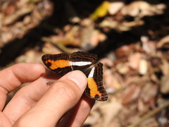 Adelpha cocala