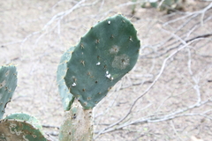 Opuntia lindheimeri