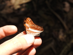 Adelpha cocala