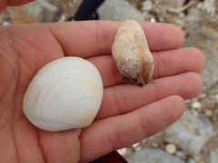 Barbatia novaezealandiae
