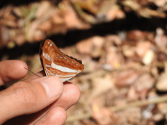 Adelpha cocala
