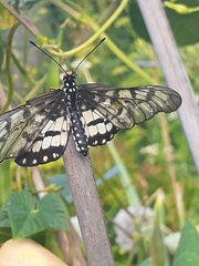 Acraea andromacha