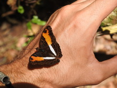 Adelpha cocala