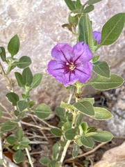 Ruellia parryi