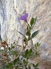 Ruellia parryi