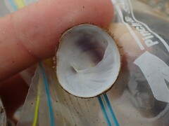 Sigapatella novaezelandiae