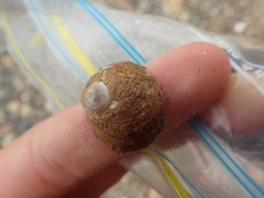 Sigapatella novaezelandiae