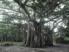 Ficus
